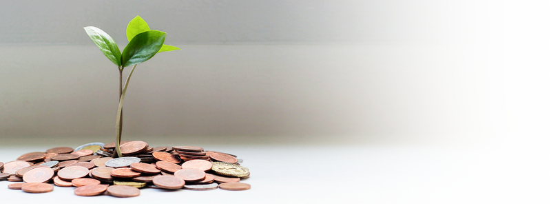 a pile of coins sprouting a seedling